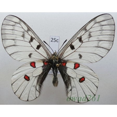 Parnassius bremeri subsp. hakutozana Matsumura, 1927 North Korea25c